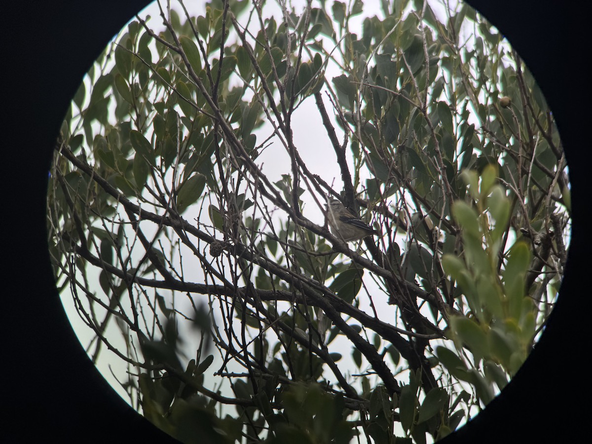 Spotted Pardalote - ML645299166