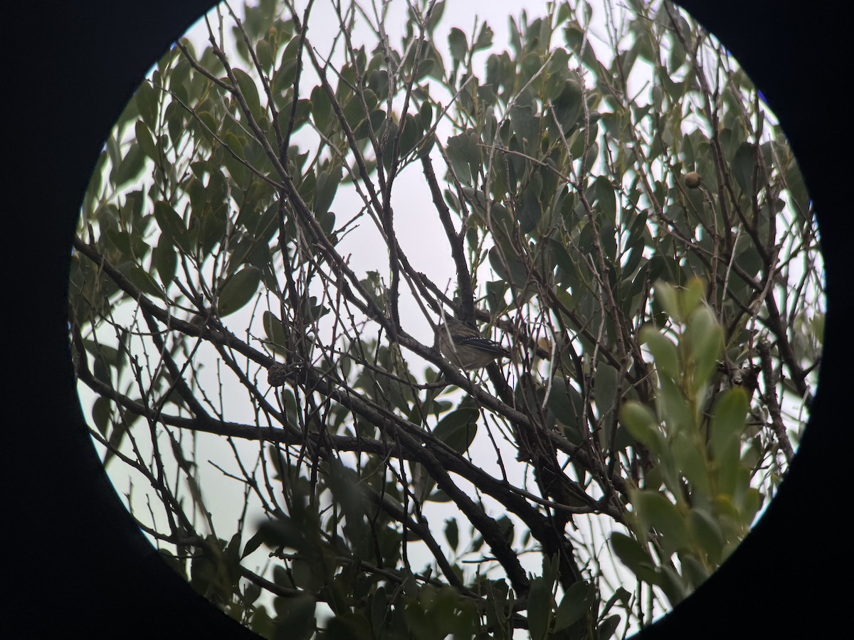 Spotted Pardalote - ML645299167