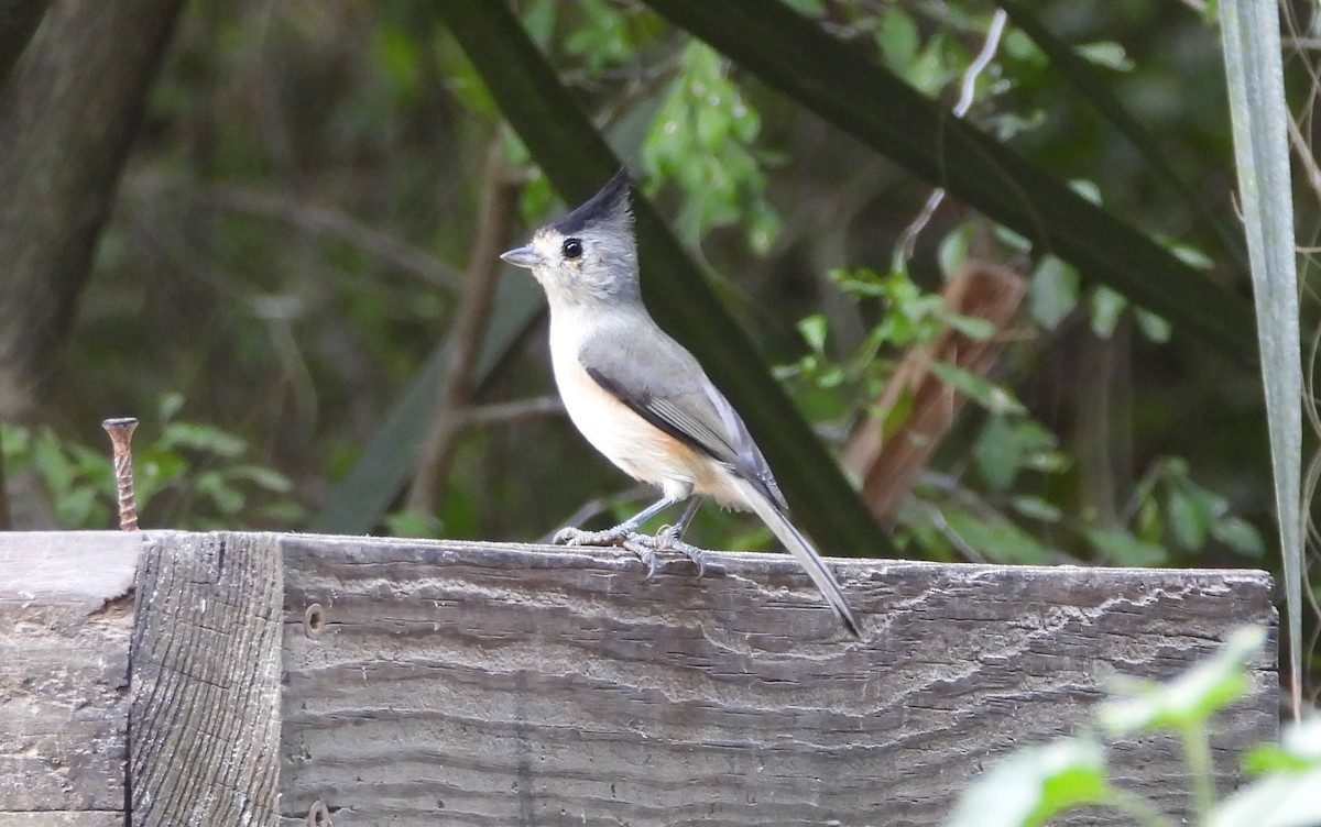 Black-crested Titmouse - ML645299168