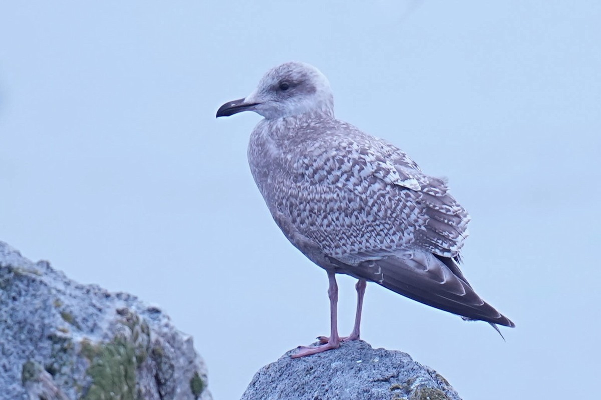 Iceland Gull (Thayer's) - ML645299178