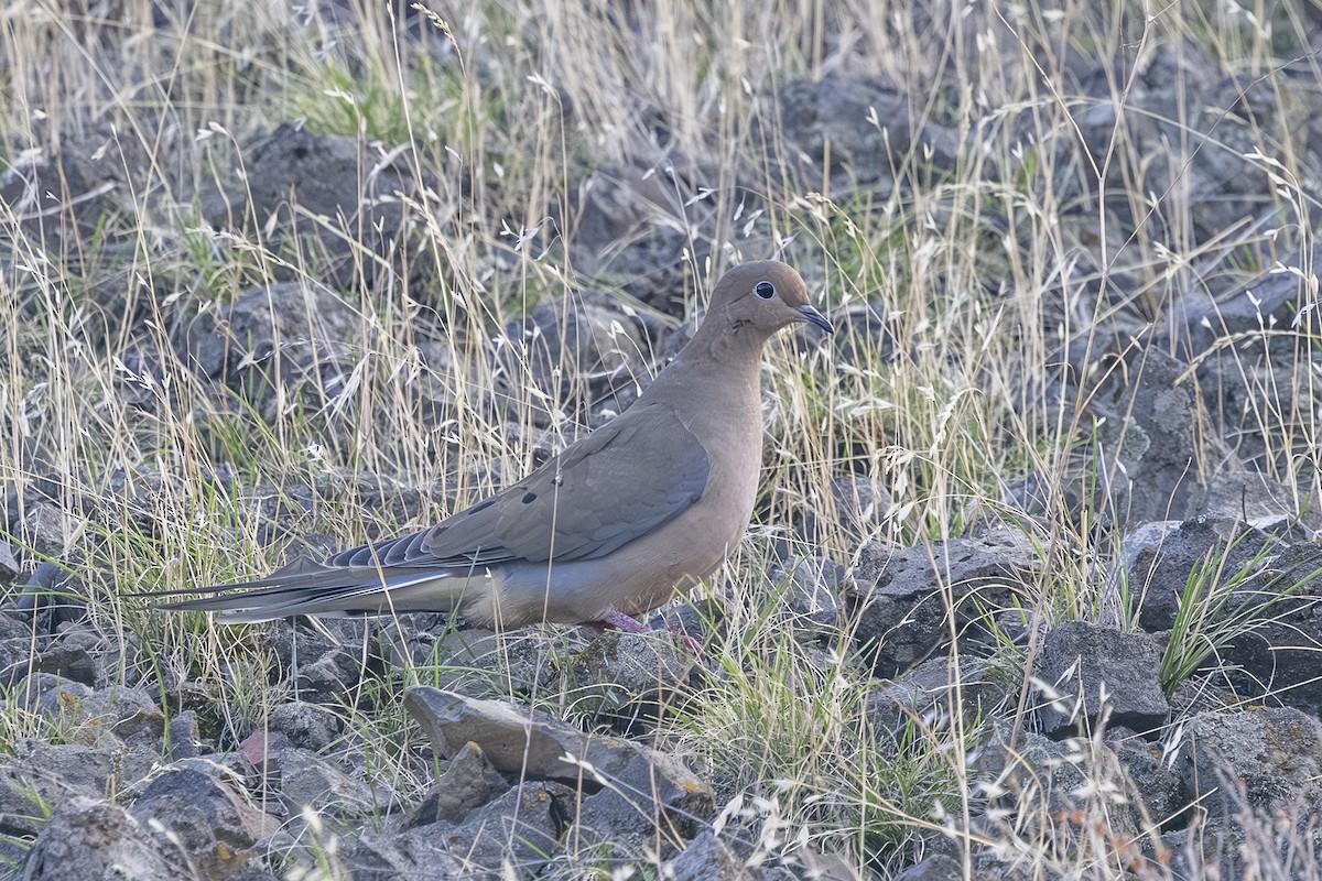 Mourning Dove - ML645299181
