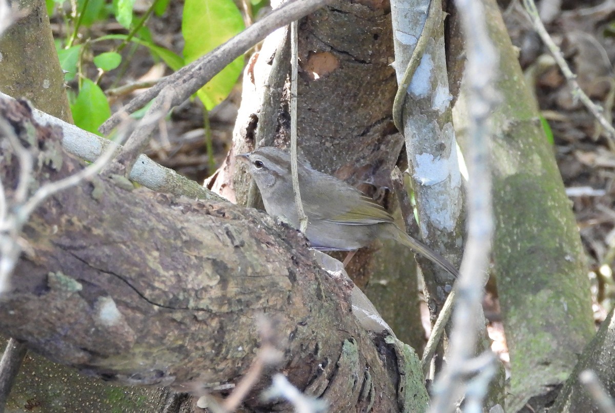 Olive Sparrow - ML645299183