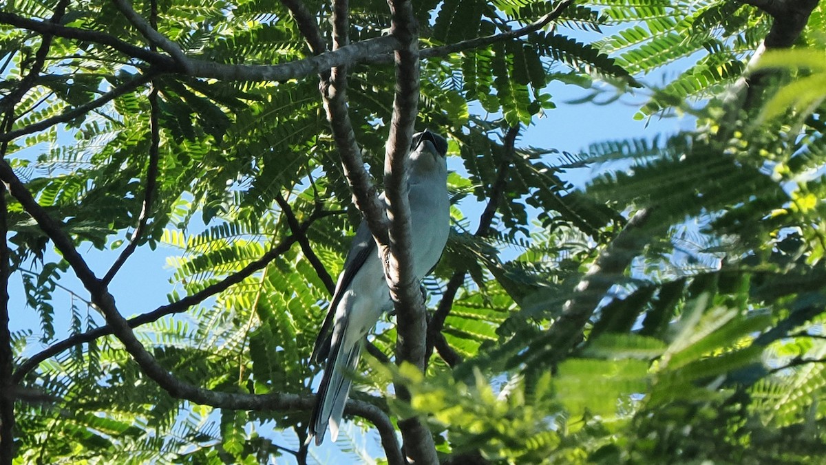 White-bellied Cuckooshrike - ML645299187