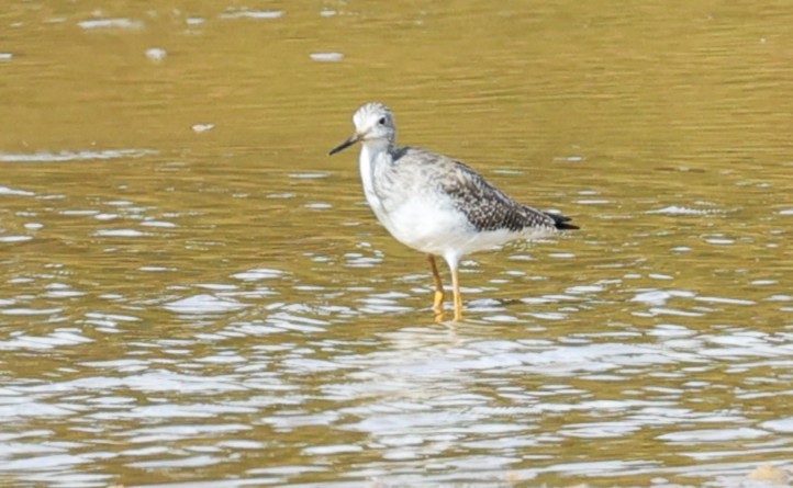 Lesser/Greater Yellowlegs - ML645299190