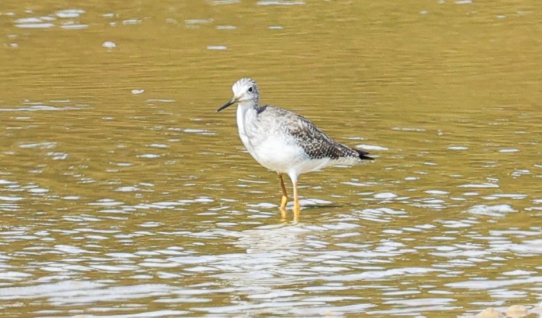 Lesser/Greater Yellowlegs - ML645299191