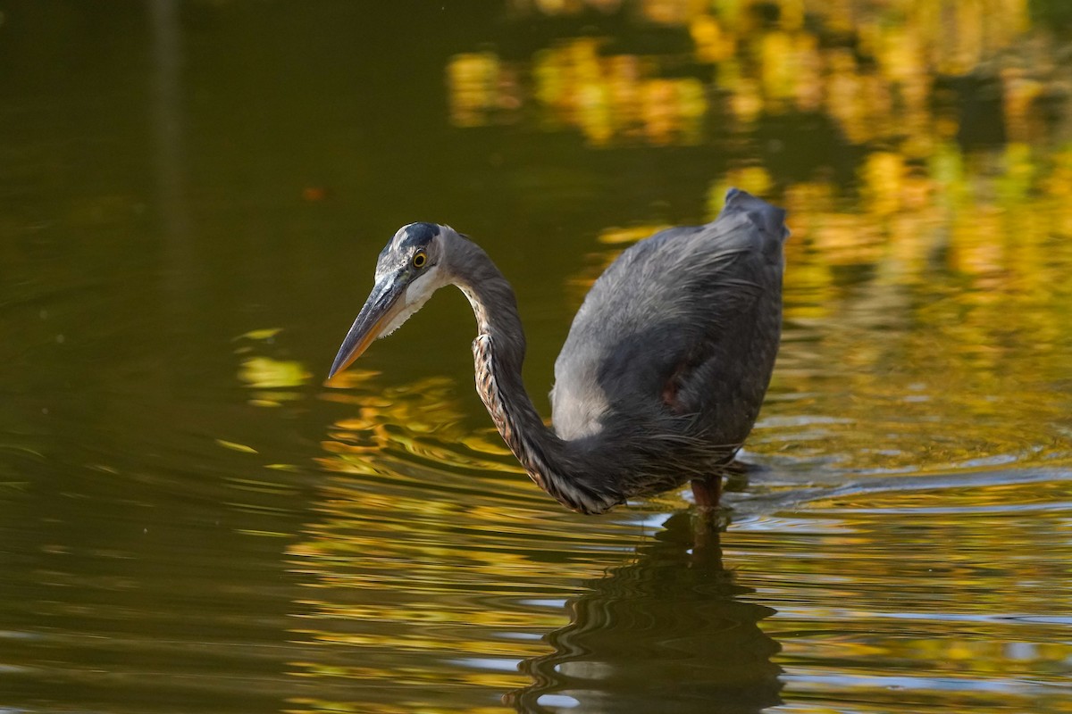 オオアオサギ - ML645299196