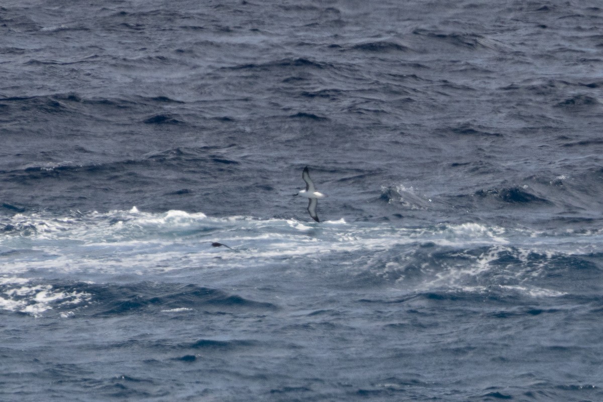 Indian Yellow-nosed Albatross - ML645299204