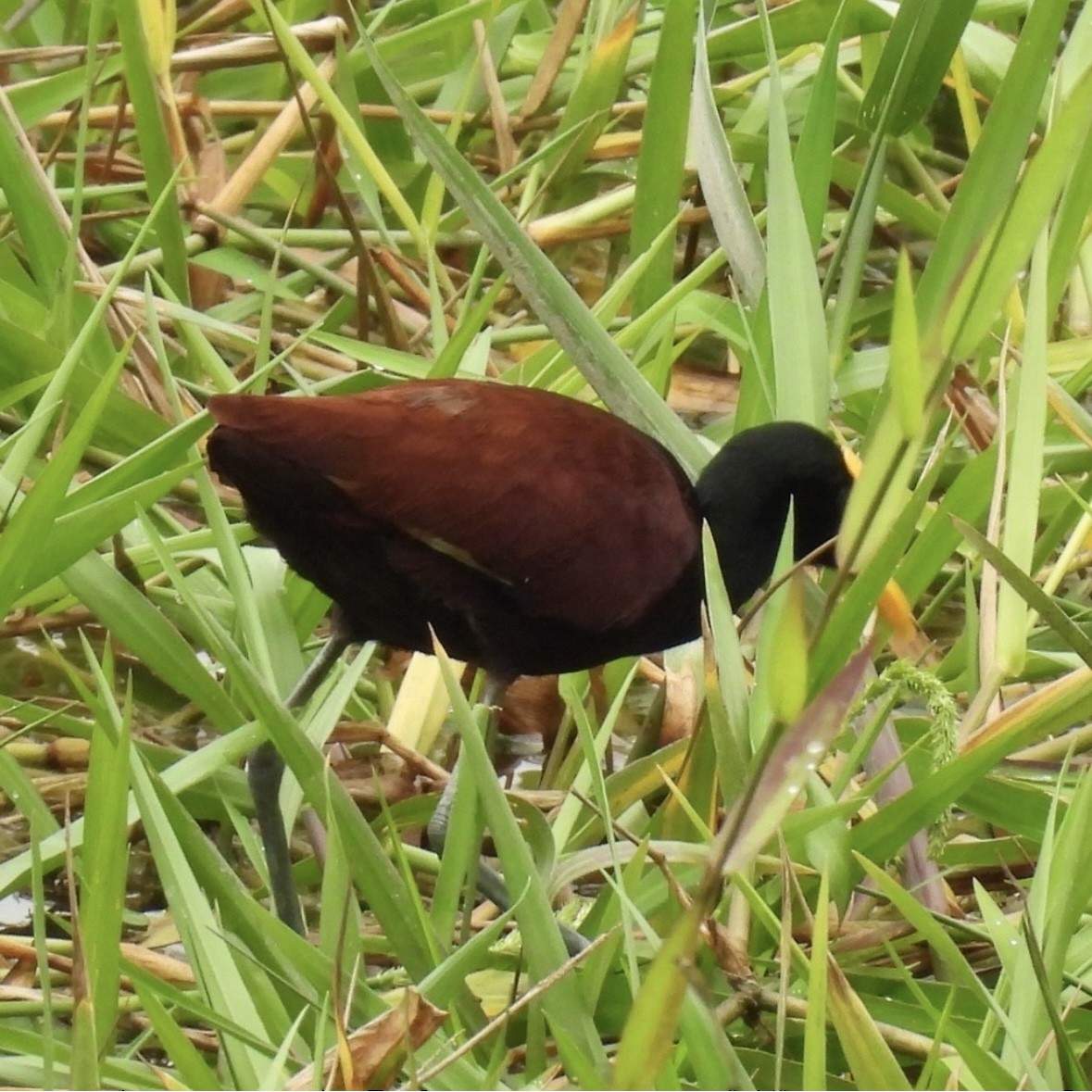 Northern Jacana - ML645299211