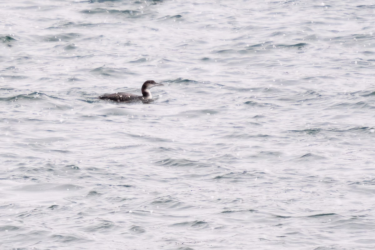 Common Loon - ML645299212