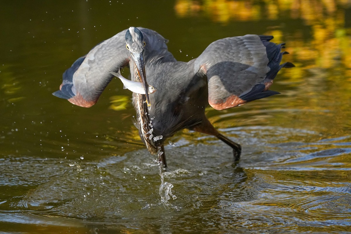 Great Blue Heron - ML645299215