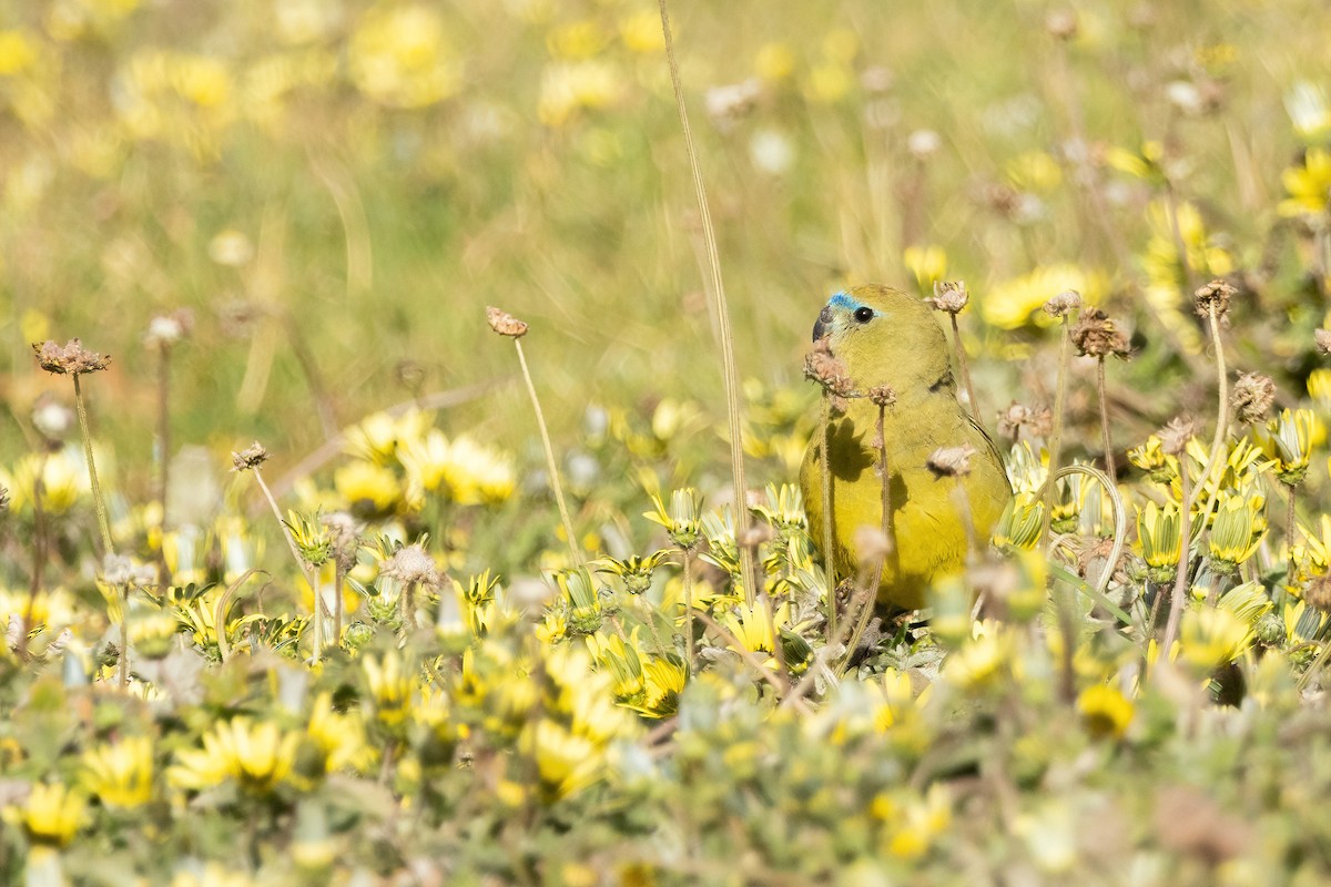 Rock Parrot - ML645299216