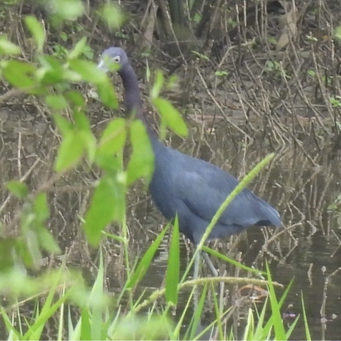 Little Blue Heron - ML645299217