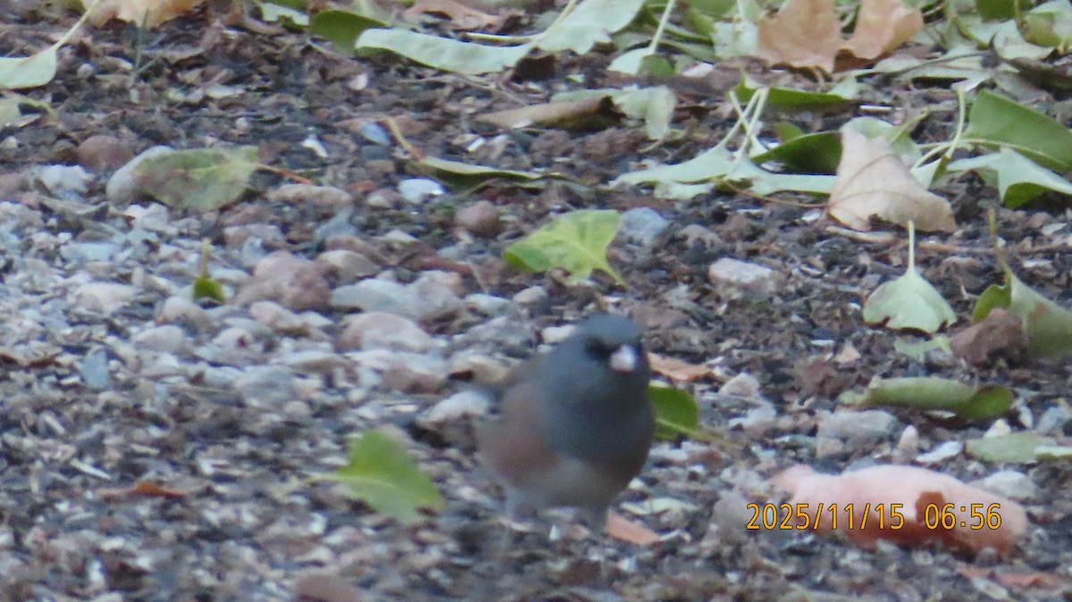 Dark-eyed Junco (Pink-sided) - ML645299218