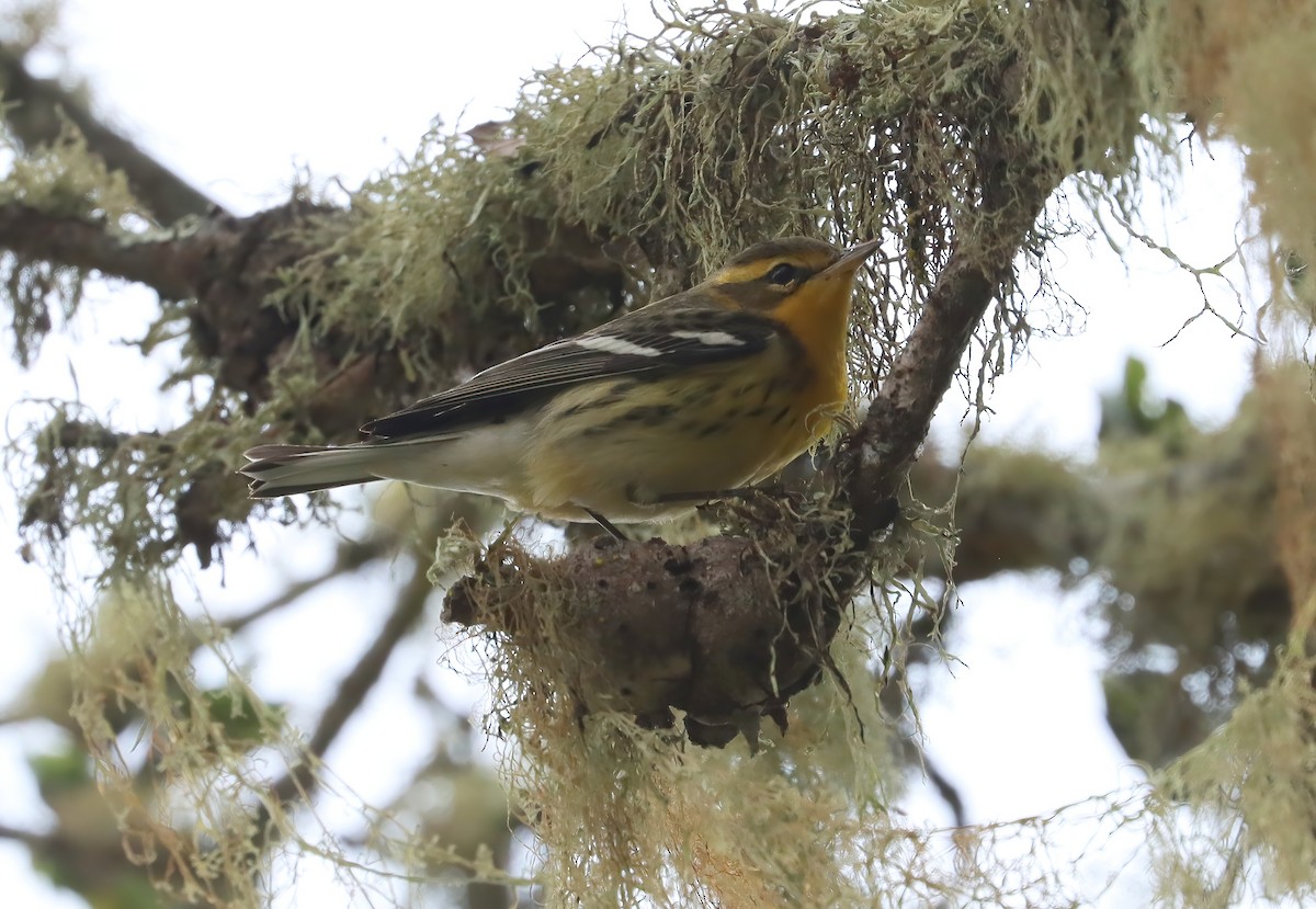 Blackburnian Warbler - ML645299220