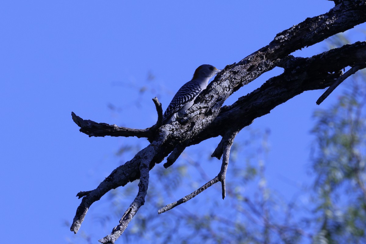 Golden-fronted Woodpecker (Northern) - ML645299221