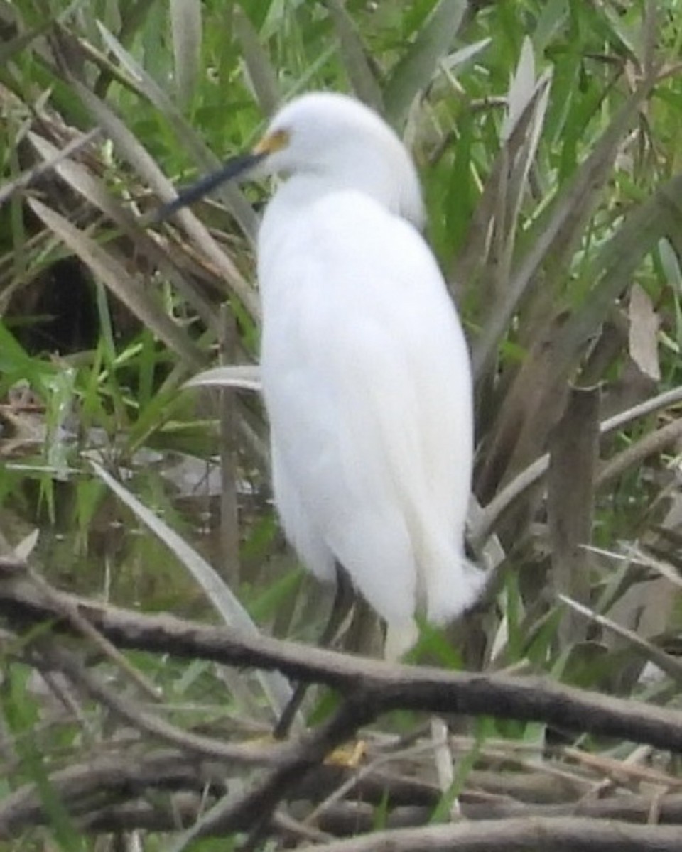 Snowy Egret - ML645299222