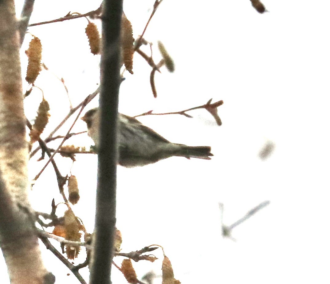 Redpoll - ML645299224