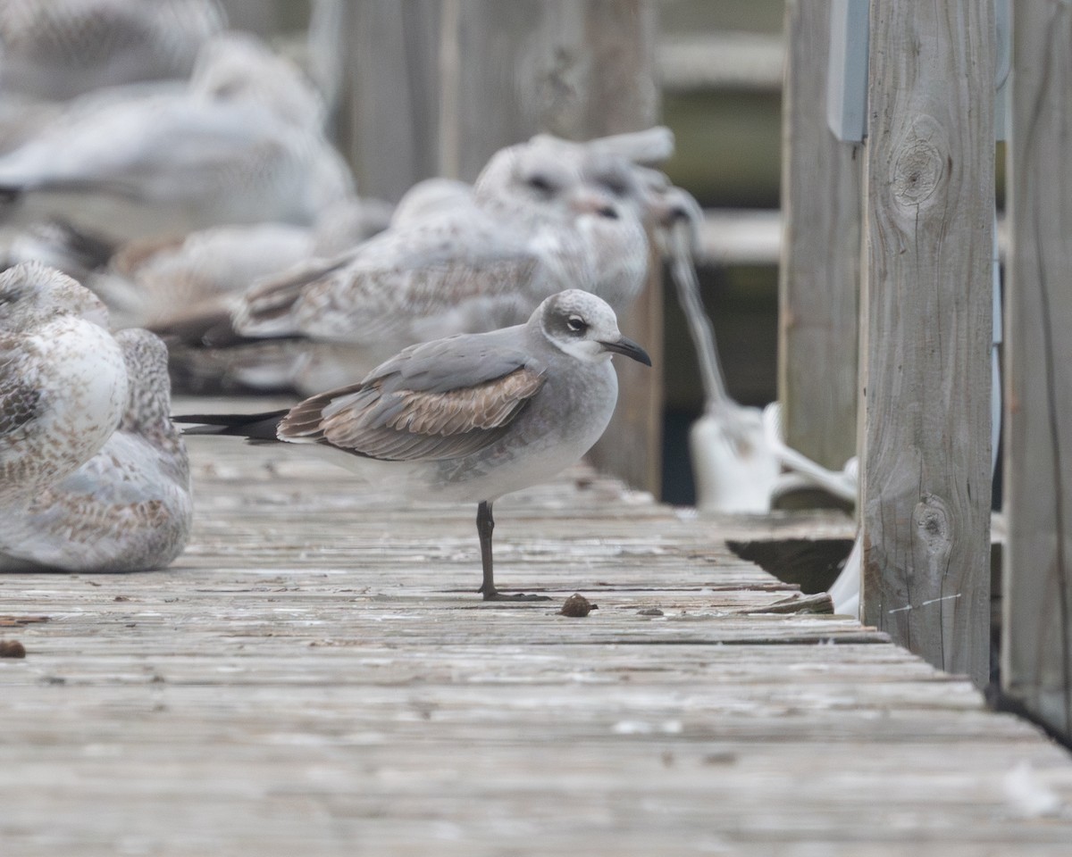 racek karibský - ML645299225