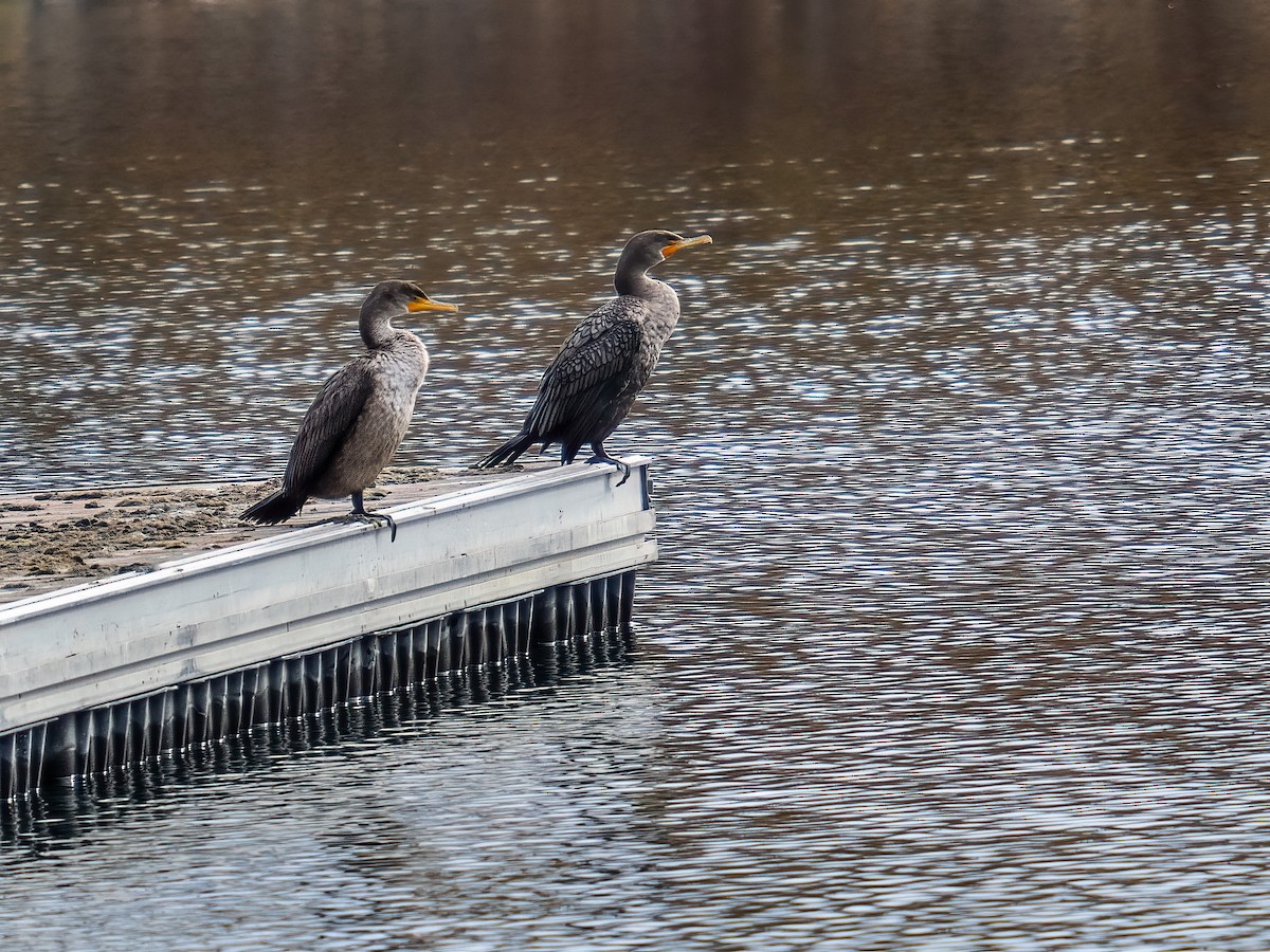Double-crested Cormorant - ML645299226