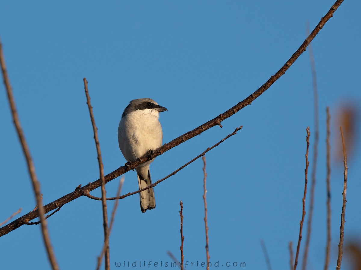 Loggerhead Shrike - ML645299227