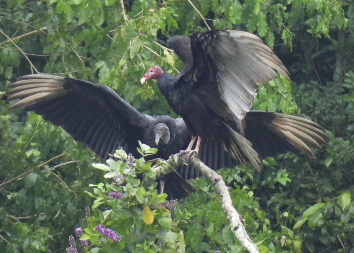 Turkey Vulture - ML645299228