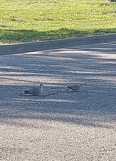 Eurasian Collared-Dove - ML645299230