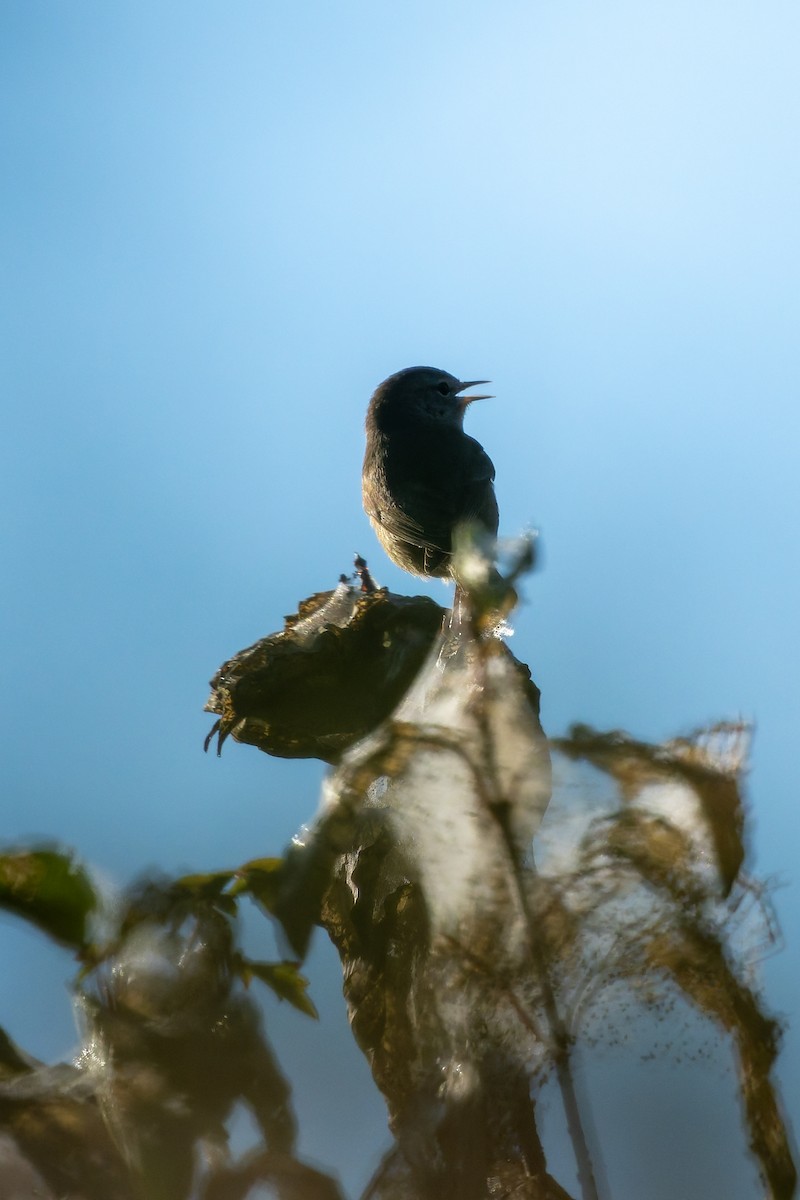 Orange-crowned Warbler - ML645299231