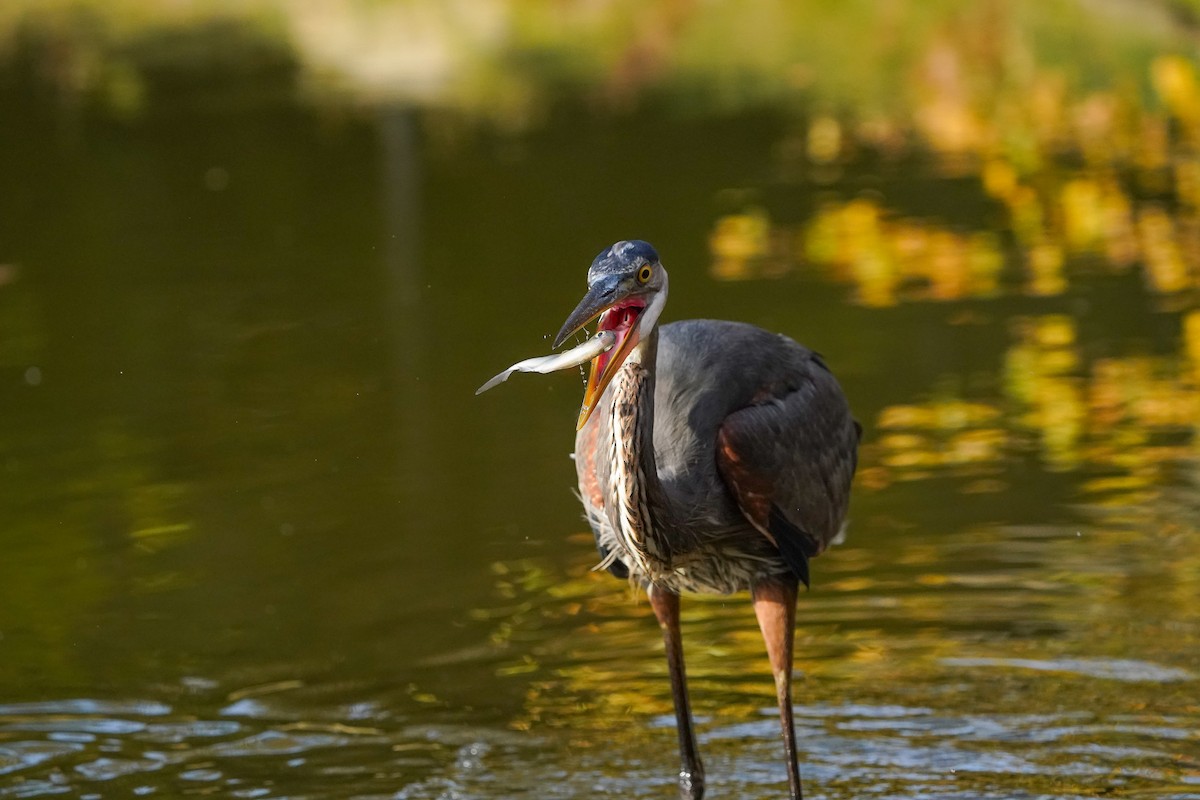 Great Blue Heron - ML645299232