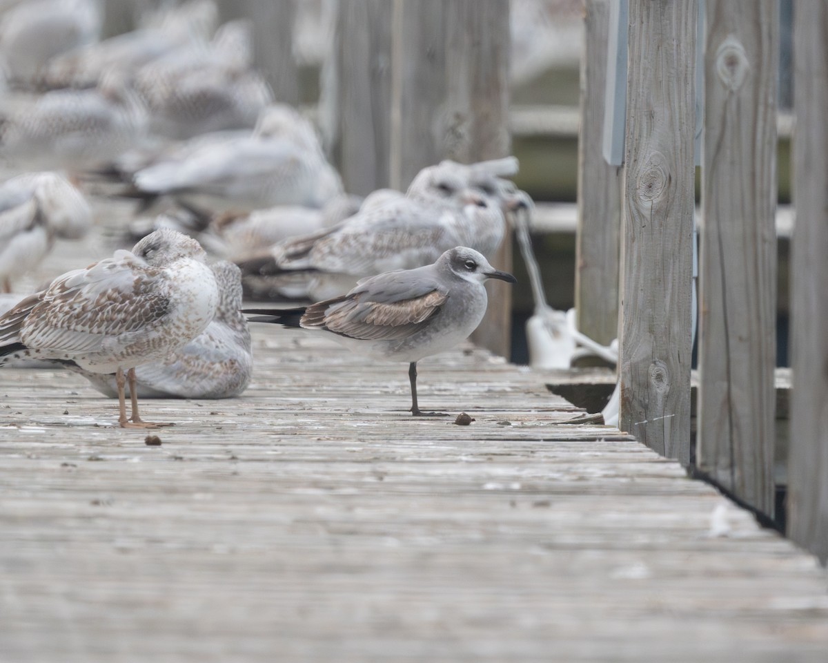 racek karibský - ML645299233