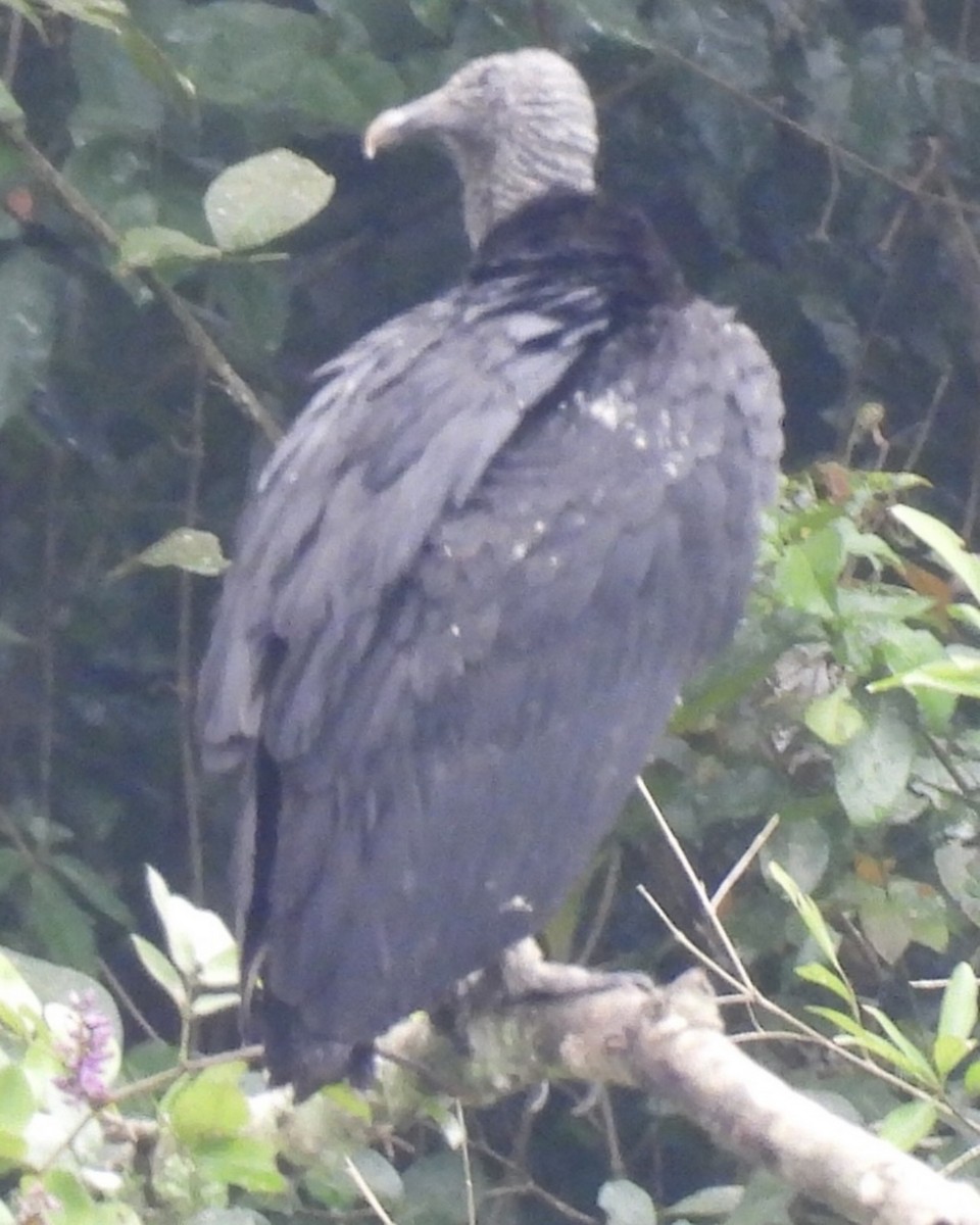 Black Vulture - ML645299234