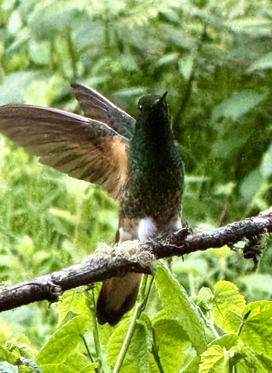 Buff-tailed Coronet - ML645299236