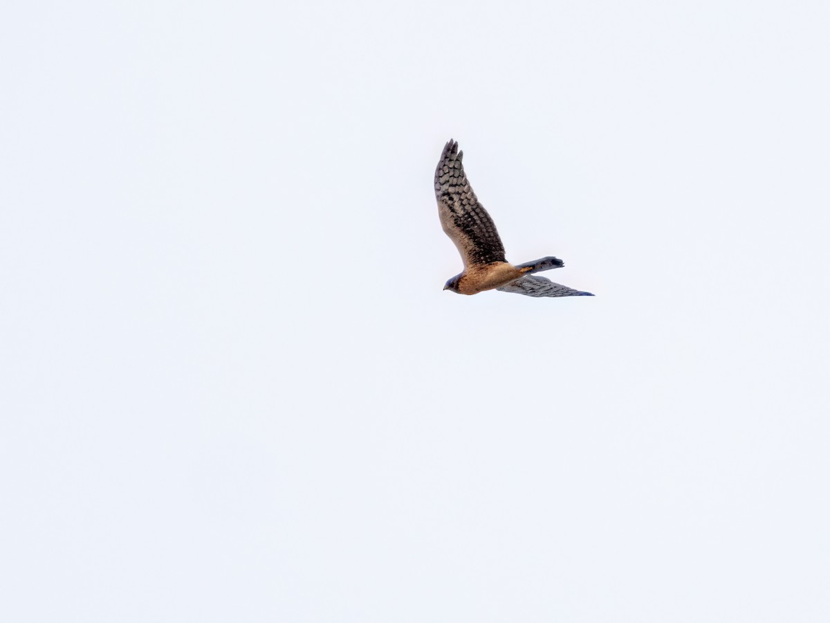 Northern Harrier - ML645299237
