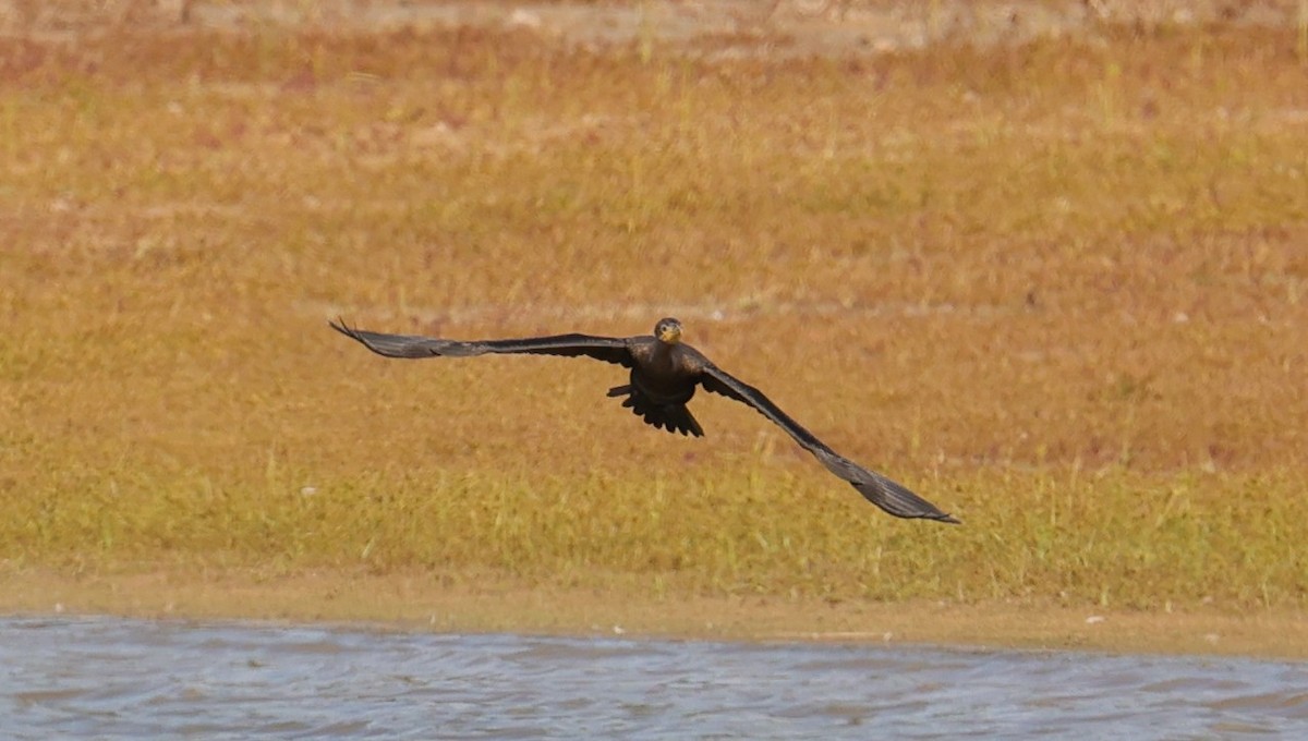 Double-crested/Neotropic Cormorant - ML645299238