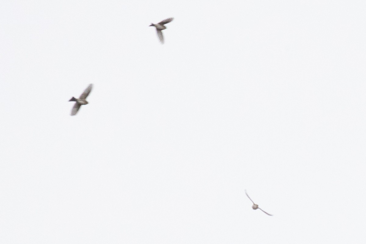 Redpoll - ML645299239