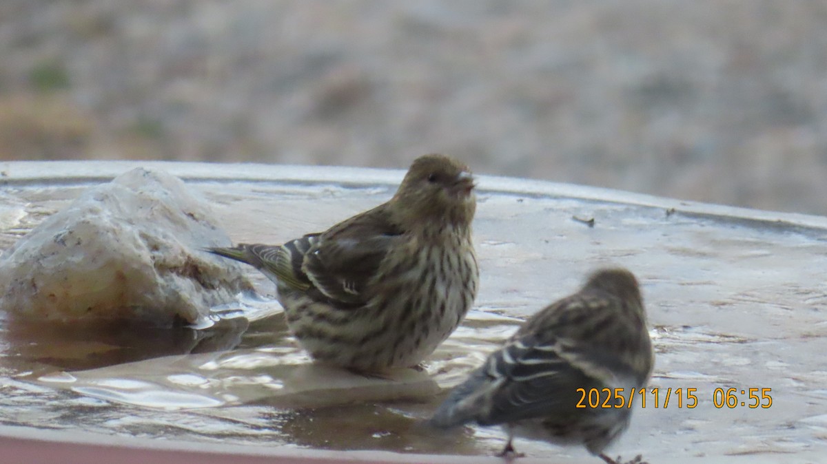 Pine Siskin - ML645299242