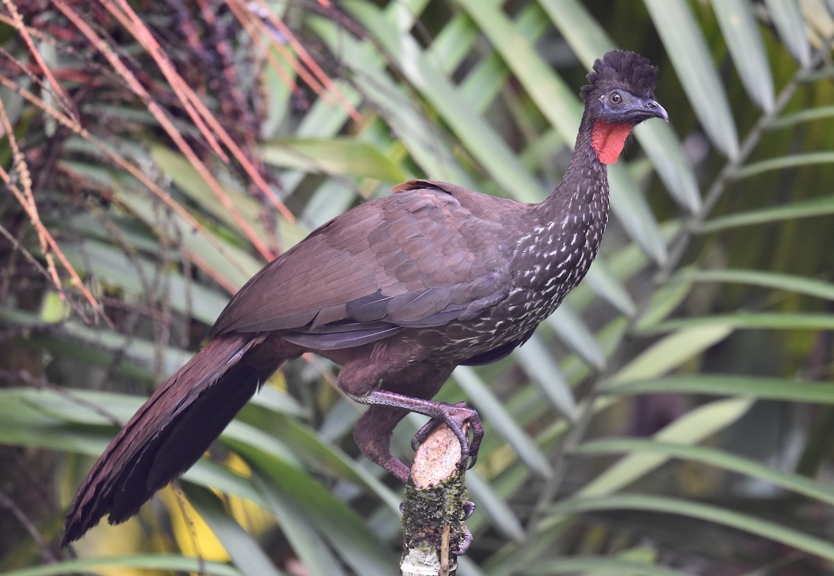 Crested Guan - ML645299243