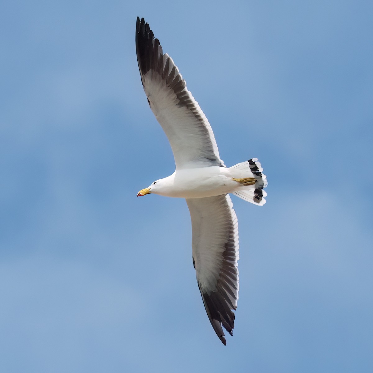 Pacific Gull - ML645299245