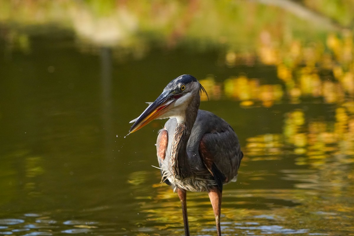 オオアオサギ - ML645299247