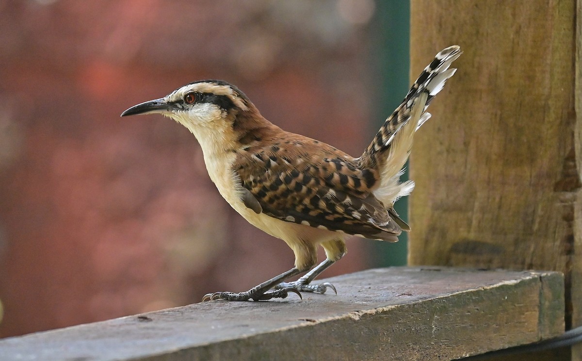 Rufous-backed Wren - ML645299251