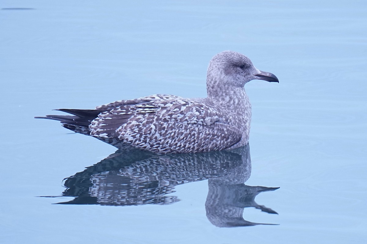 American Herring Gull - ML645299254