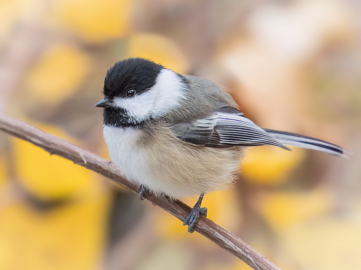 Black-capped Chickadee - ML645299256
