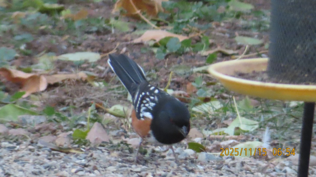 Spotted Towhee - ML645299257