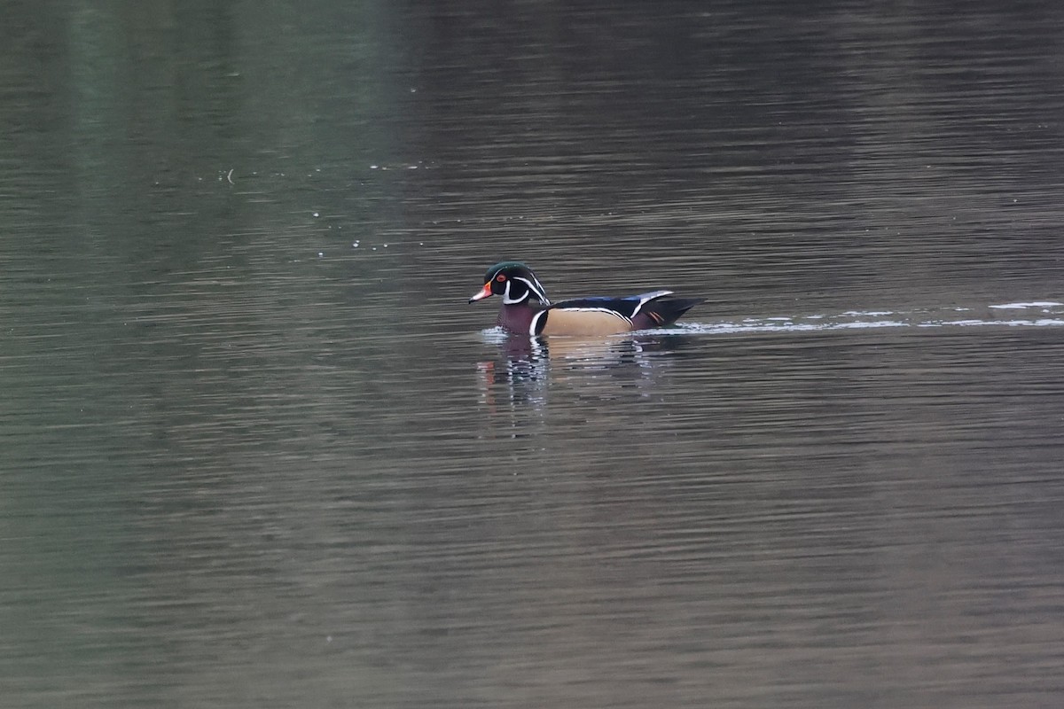 Wood Duck - ML645299269
