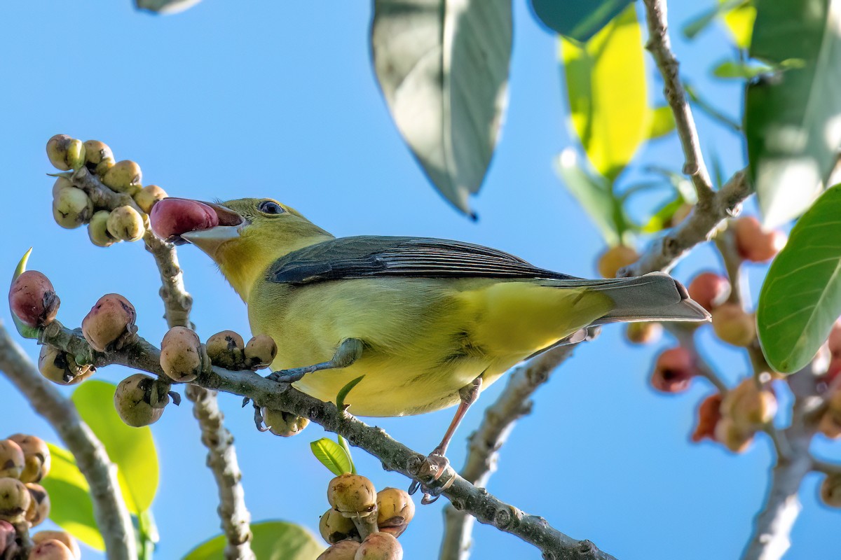 Piranga gorri-beltza - ML645299279