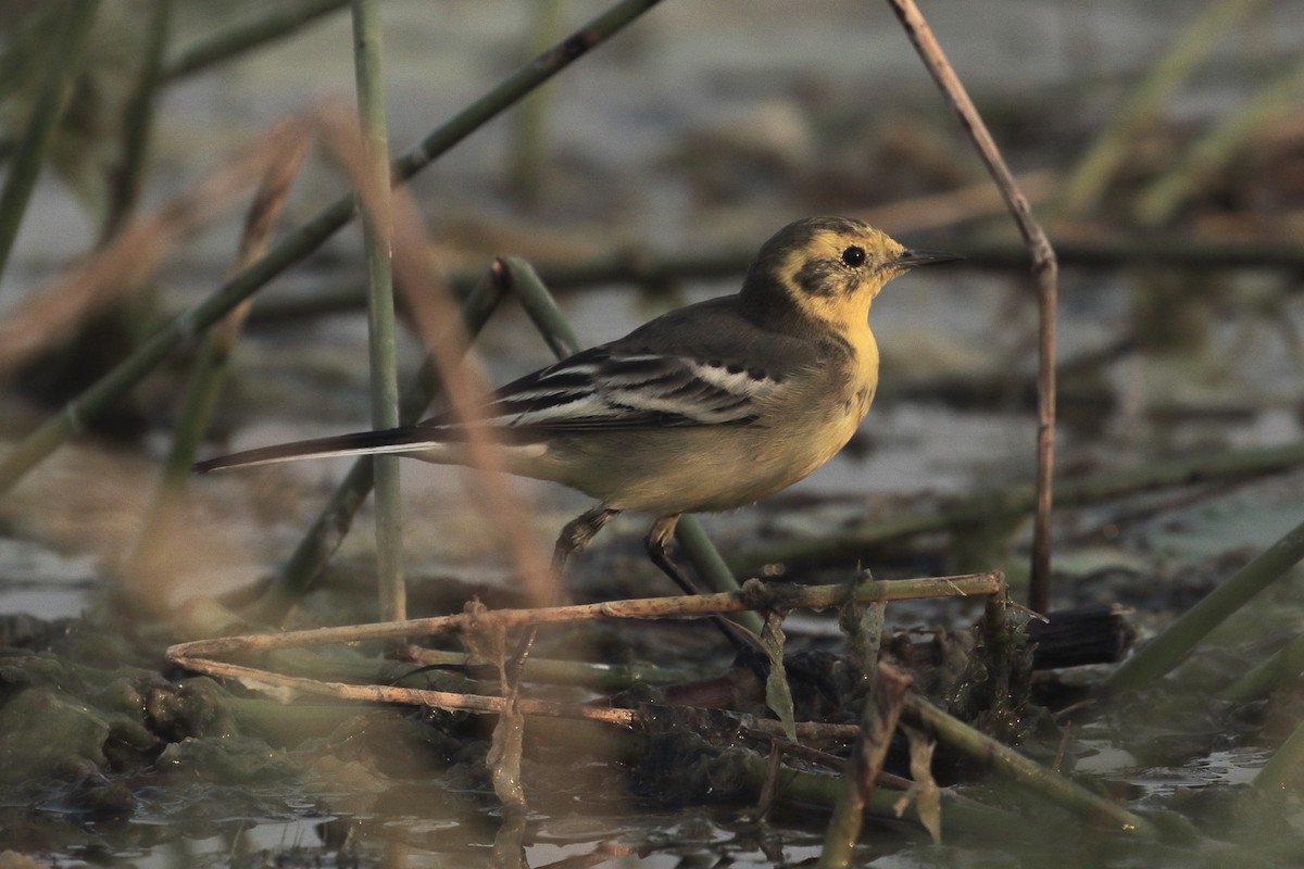 נחליאלי לימוני - ML645299281