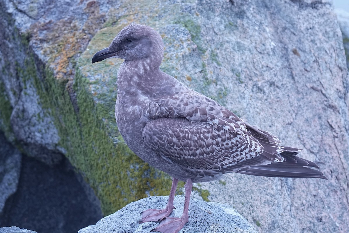 Western x Glaucous-winged Gull (hybrid) - ML645299286