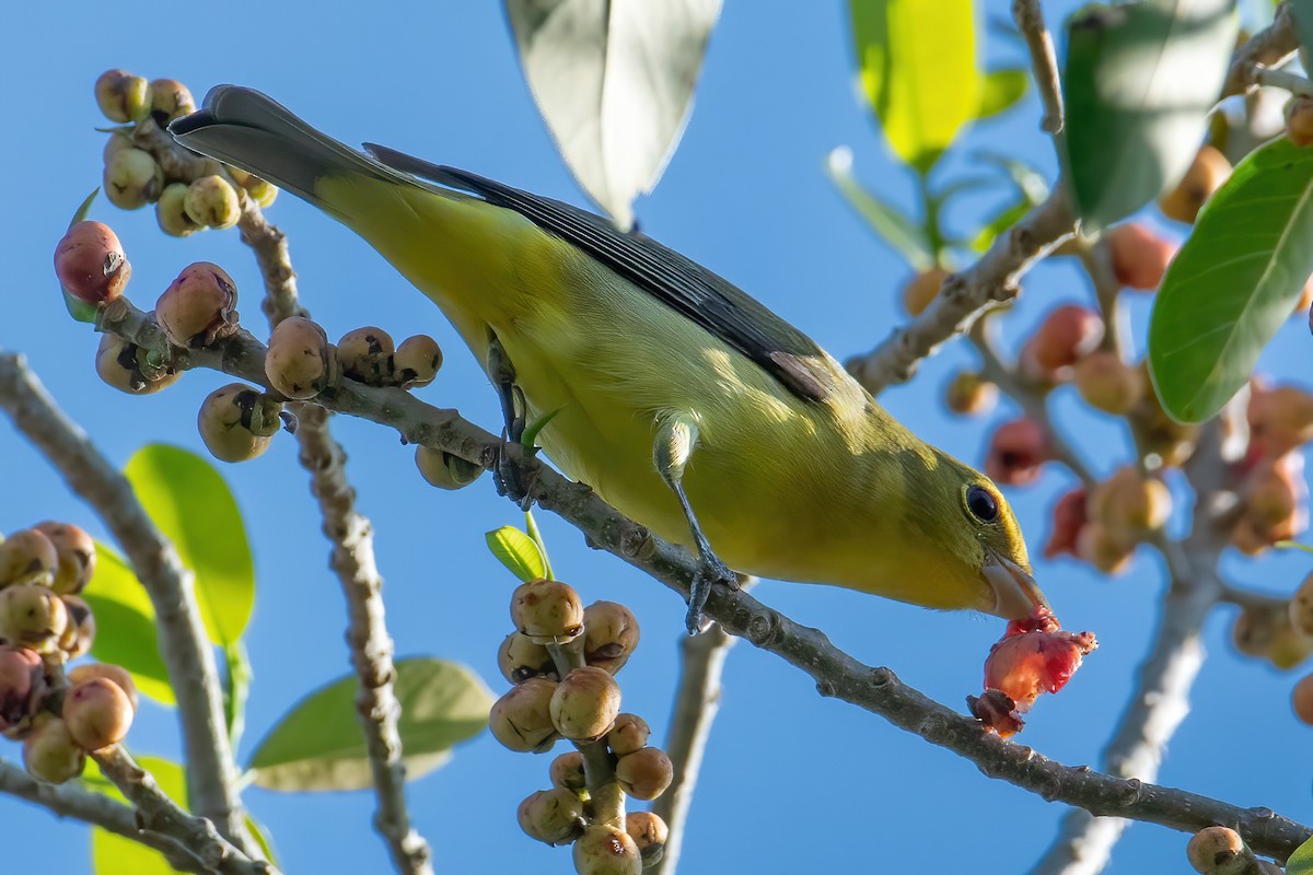 Piranga gorri-beltza - ML645299289