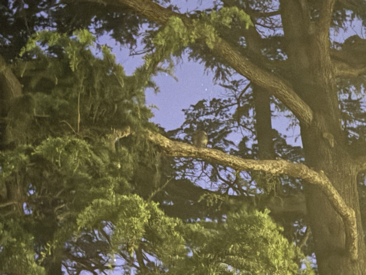 Tawny Frogmouth - ML645299305