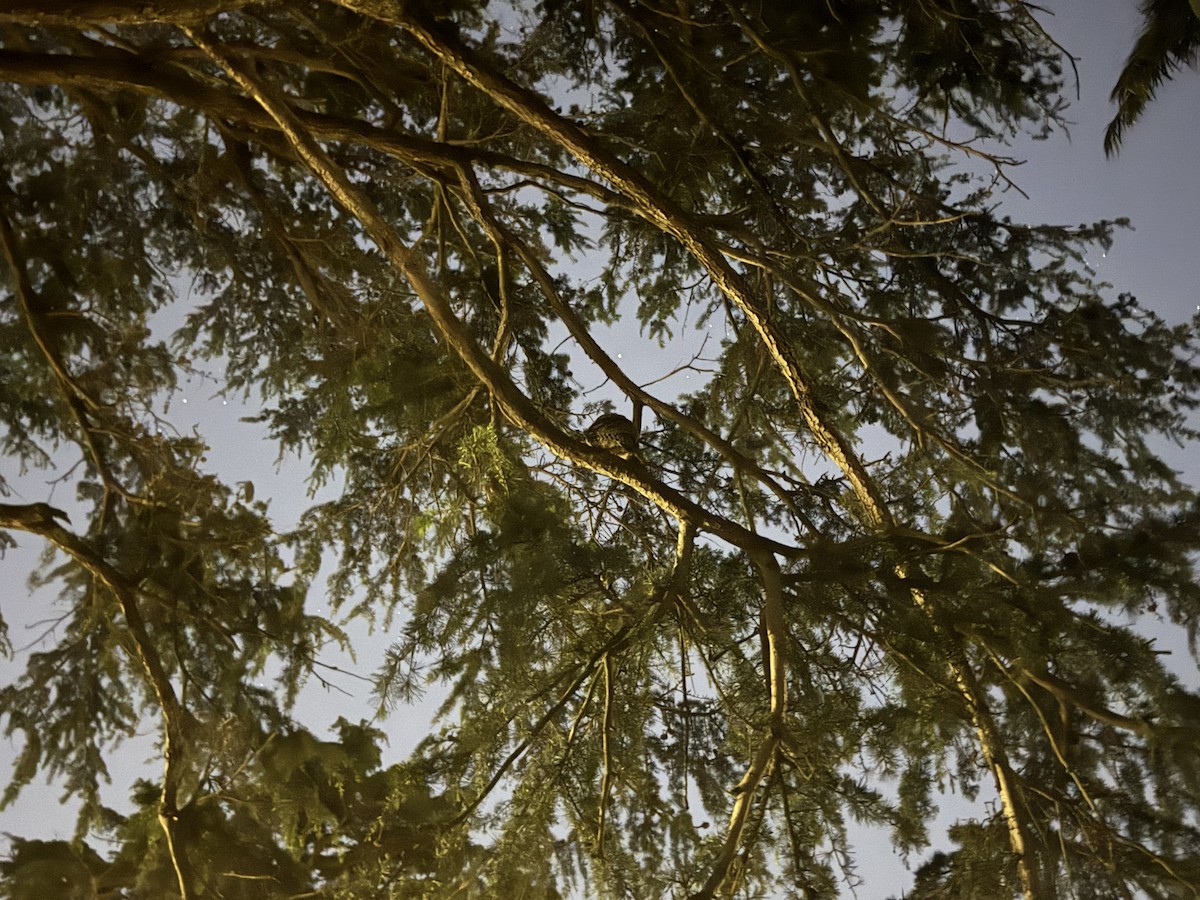 Tawny Frogmouth - ML645299306