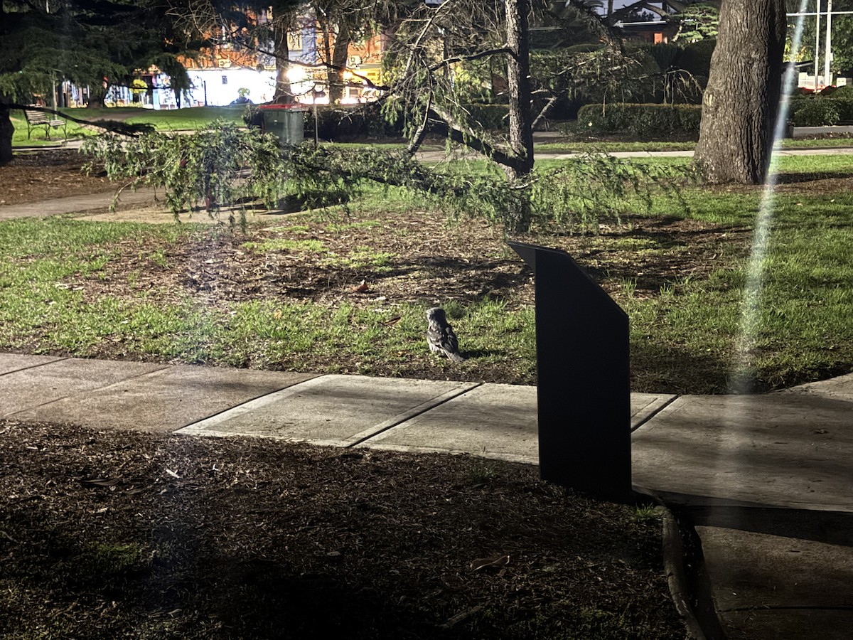 Tawny Frogmouth - ML645299307